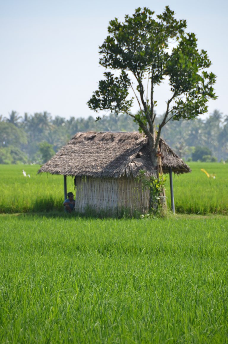 Thatched hut alone in a bright green rice paddy